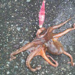 タコの無敗記録更新中！