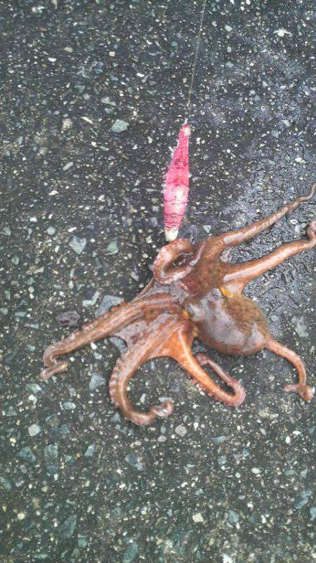 タコの無敗記録更新中！