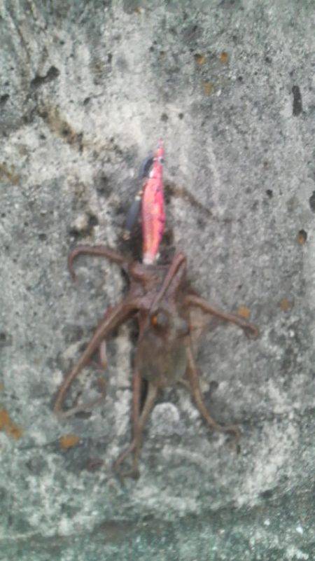 無敗記録継続中！（１２回行って１２回ともタ…