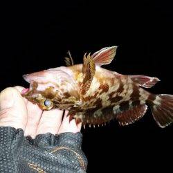 メバル狙いで南下!