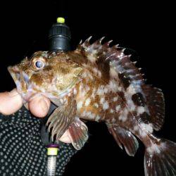 アジ、タチ調査