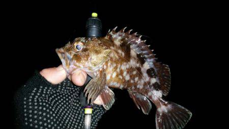 アジ、タチ調査