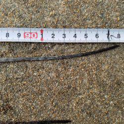 あと、２㎝…(　ＴДＴ)