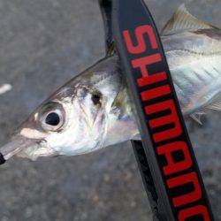 何気に初めて釣りましたー！