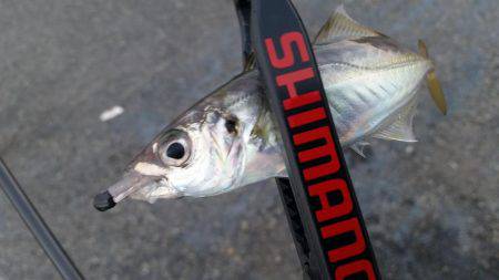 何気に初めて釣りましたー！