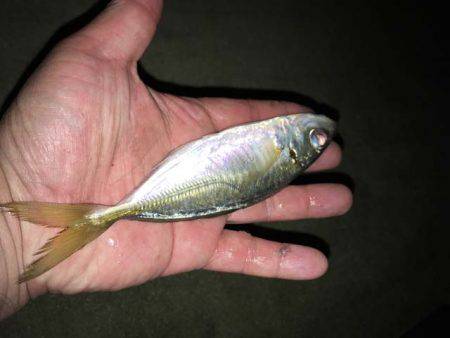 深日でマイワシ貧果、岸和田でアジ大漁