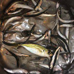 結局タチウオ…（笑）