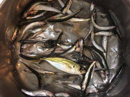 結局タチウオ…（笑）