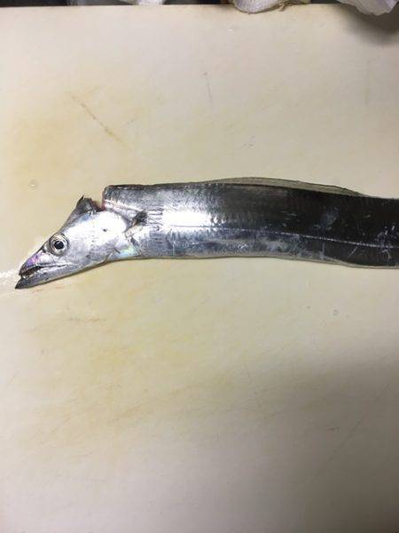 南芦屋浜タチウオ