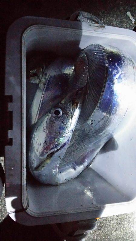 サイズもなかなか