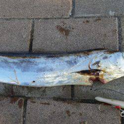 朝マヅメ青物調査