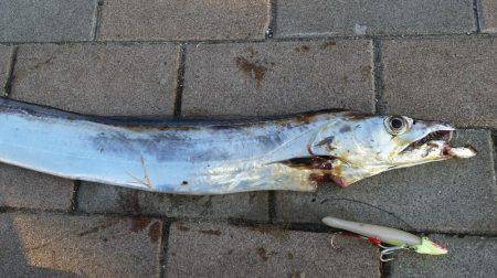 朝マヅメ青物調査