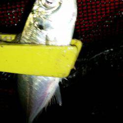 アジングサビキとタチウオ