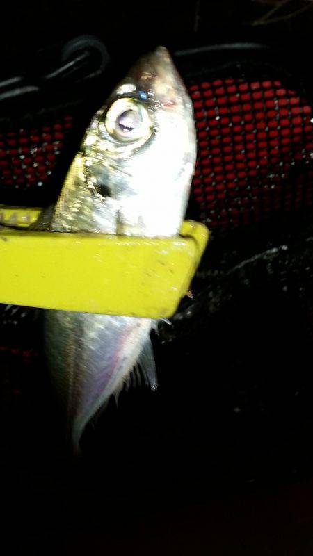 アジングサビキとタチウオ