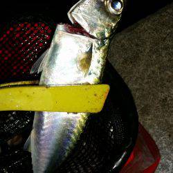 夕まづめに五目釣り