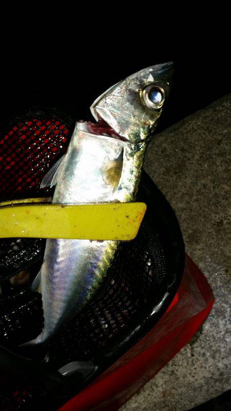 夕まづめに五目釣り