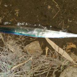 タチウオ遅めのジアイ