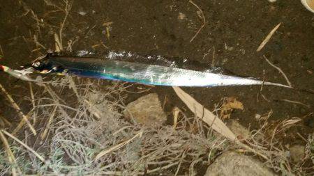 タチウオ遅めのジアイ