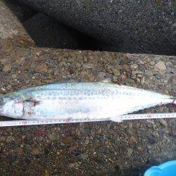 やっとのサゴシ