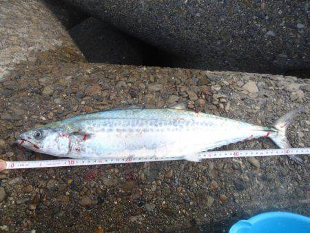 やっとのサゴシ