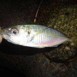 アジング　今季2回目