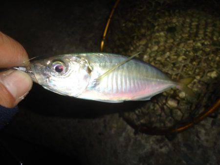 アジング　今季2回目