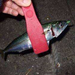 久々のアジング