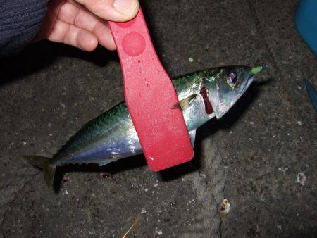 久々のアジング