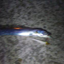 タチウオ 午後3時にゲットも計3尾