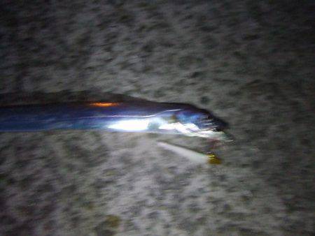 タチウオ 午後3時にゲットも計3尾