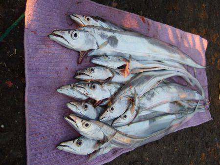 約３０分。ドラゴンは。