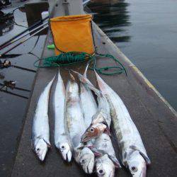 雨と、太刀魚と、鳥。