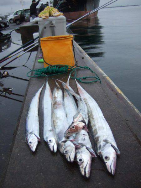 雨と、太刀魚と、鳥。