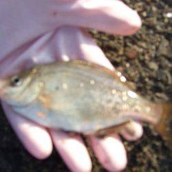 アジ、中サバ等、サビキで!