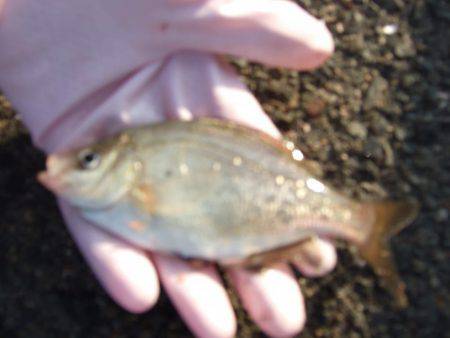 アジ、中サバ等、サビキで！