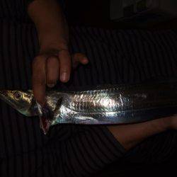 チヌと太刀魚。