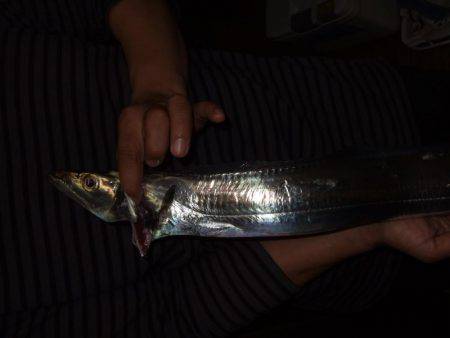 チヌと太刀魚。