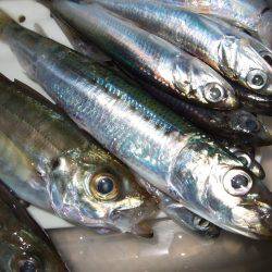 イワシを求めて。