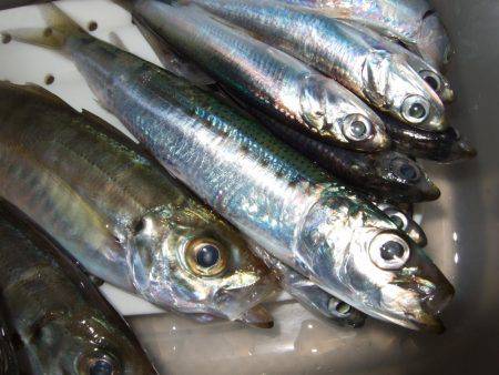 イワシを求めて。