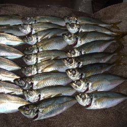 イワシ釣りなのかアジ釣りか