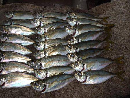 イワシ釣りなのかアジ釣りか