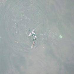 マイワシ　大漁！