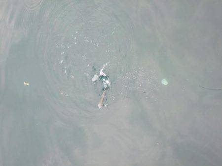 マイワシ　大漁！