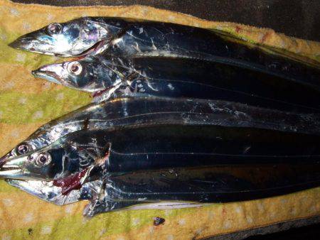 ドラゴン 再び。