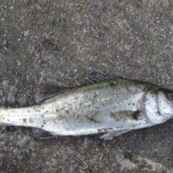 のんびりアジ釣り。いろいろ釣れました。