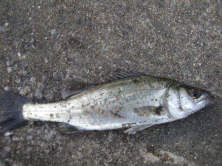 のんびりアジ釣り。いろいろ釣れました。