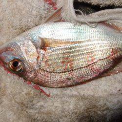 １投目からメバル！