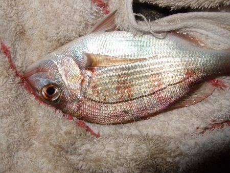 １投目からメバル！