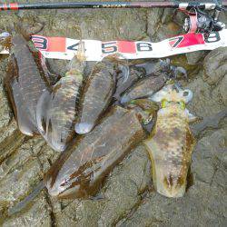 釣り日和、磯でアオリイカのヤエン釣り