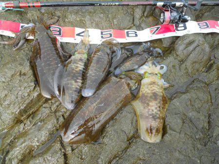 釣り日和、磯でアオリイカのヤエン釣り